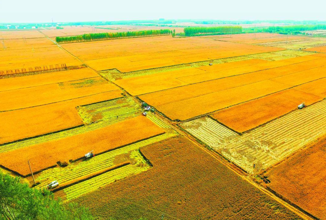 图为中国的大型小麦种植区除了以上三个粮食供应大省,中国的安徽,湖北
