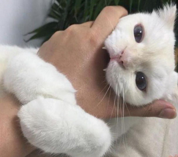 男子收养一只流浪猫，好心给它洗澡，没想到它恩将仇报休闲区蓝鸢梦想 - Www.slyday.coM