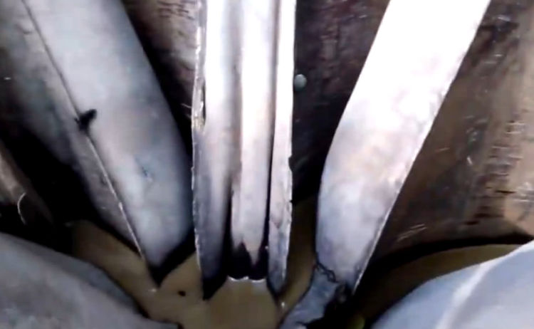 男子海滩散步，听到树丛里有异响走近一看里面藏着野味休闲区蓝鸢梦想 - Www.slyday.coM