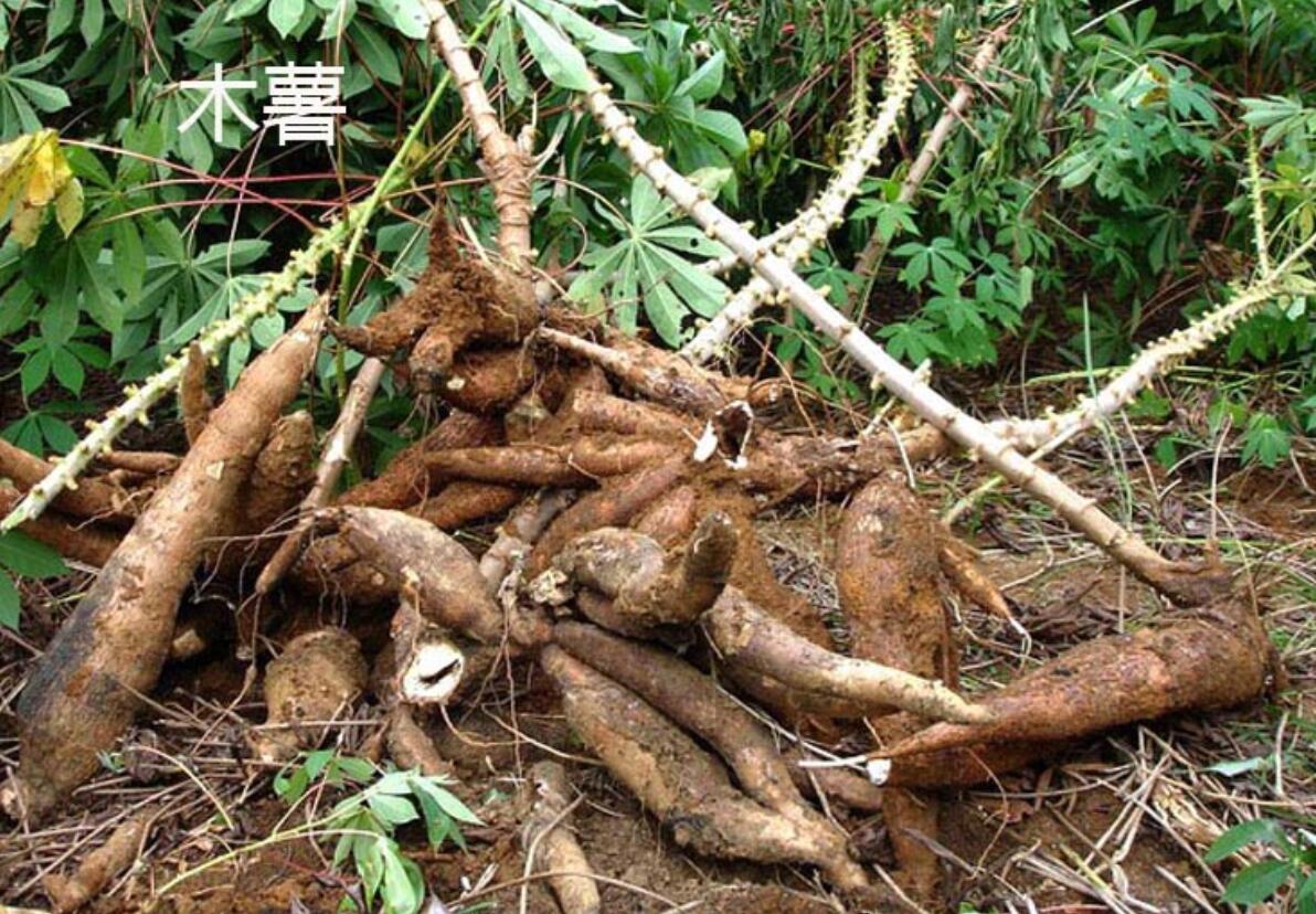 木薯是一种分布十分广泛的大戟科木薯属植物,并且广泛在美洲,非洲等
