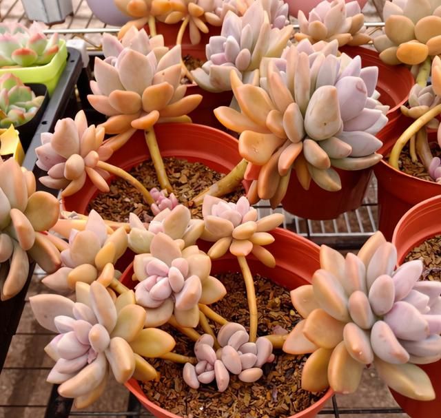 普货冬美人一样能培养出极品状态但是这6点不能忽略