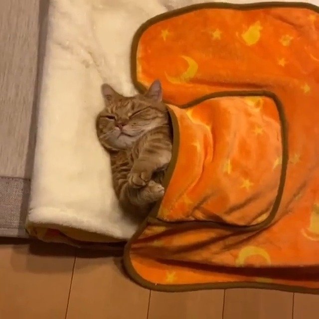橘猫睡觉,萌化了