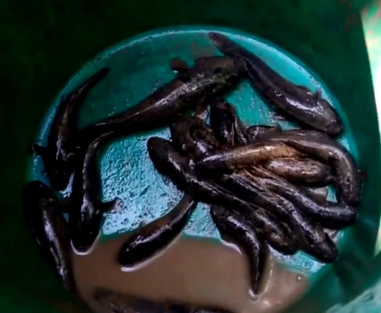 男子海滩散步，听到树丛里有异响走近一看里面藏着野味休闲区蓝鸢梦想 - Www.slyday.coM