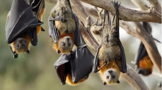 太吓人了!四川德阳出现大量蝙蝠,天空中狂舞,要发生什么?休闲区蓝鸢梦想 - Www.slyday.coM 太吓人了!四川德阳出现大量蝙蝠,天空中狂舞,要发生什么?休闲区蓝鸢梦想 - Www.slyday.coM