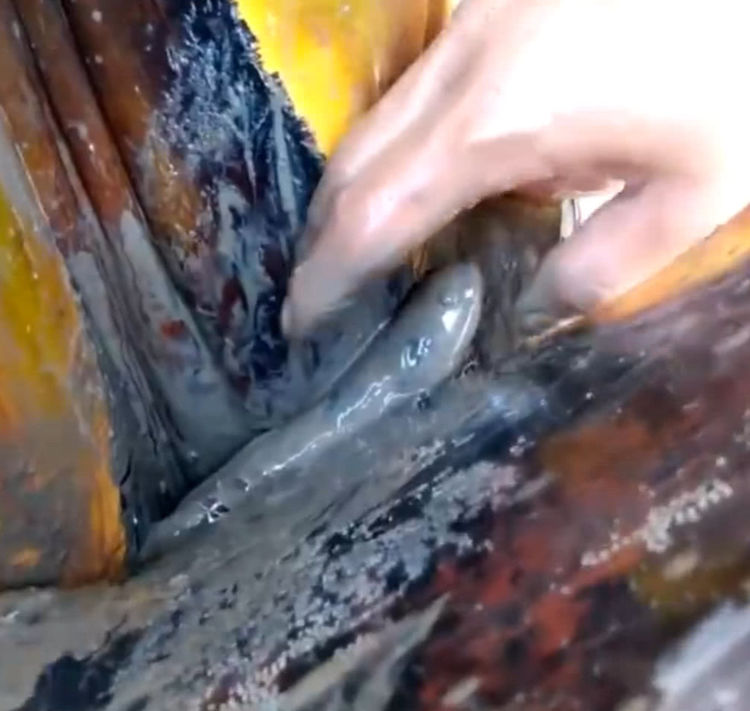 男子海滩散步，听到树丛里有异响走近一看里面藏着野味休闲区蓝鸢梦想 - Www.slyday.coM