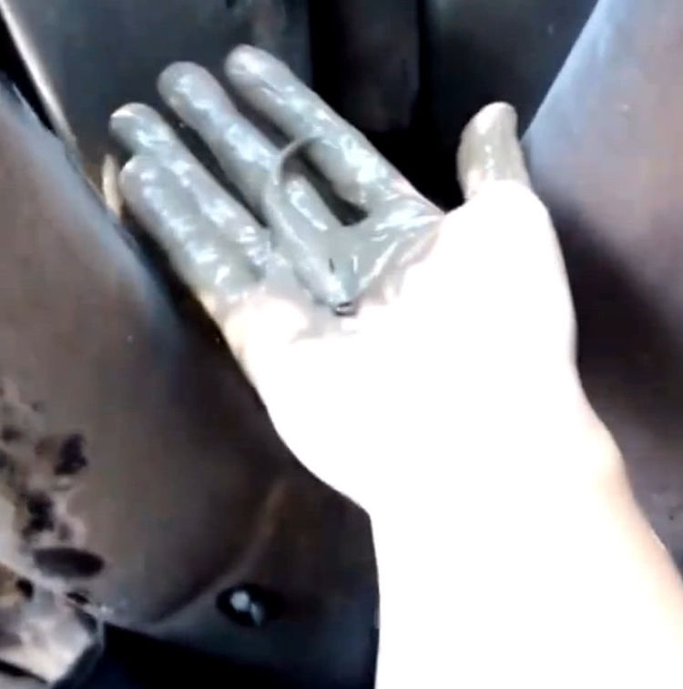 男子海滩散步，听到树丛里有异响走近一看里面藏着野味休闲区蓝鸢梦想 - Www.slyday.coM