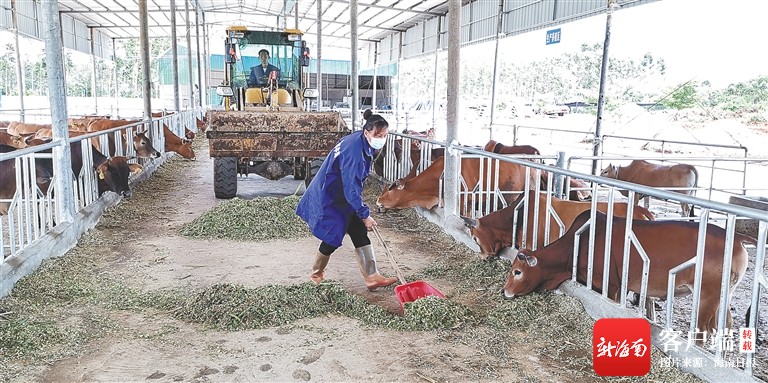 内含生活宿舍区,养殖区,种植区和放养区,主要饲养雷琼黄牛,隆林黄牛