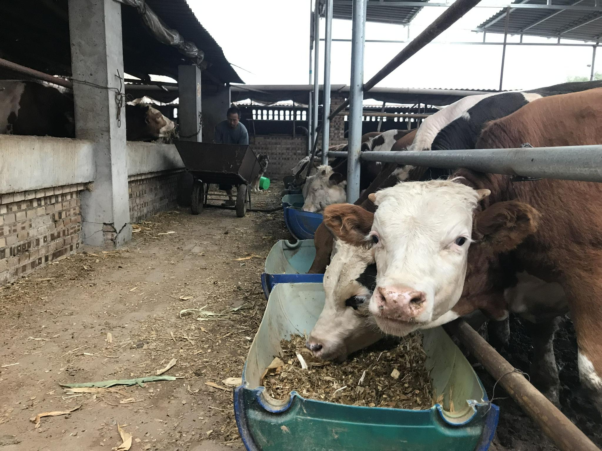 8月18日下午,养殖户赵三六用手推车把草料推进牛棚喂牛.