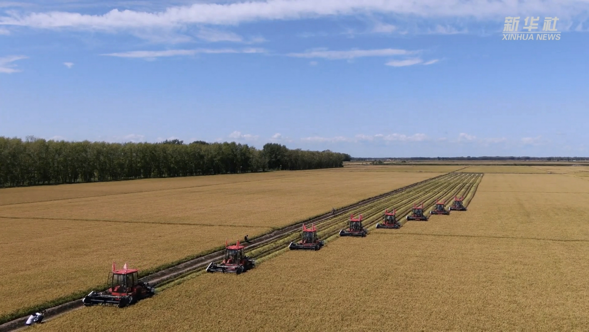 北大荒水稻第一镰开割