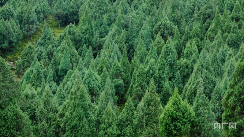 大山深处的护林人