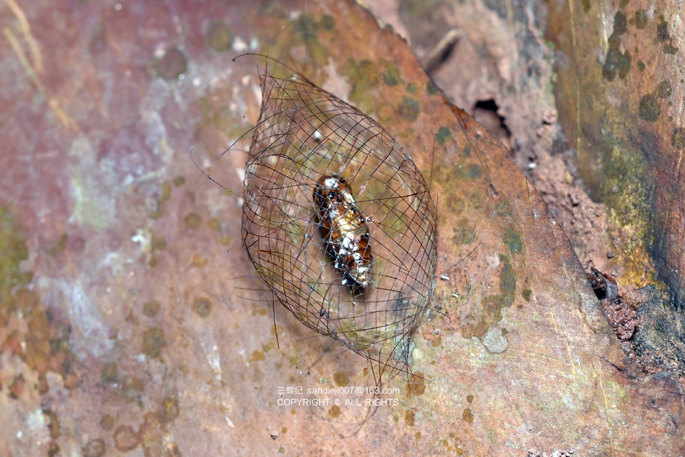 在树干上,常常能见到一种苔蛾的杰作.