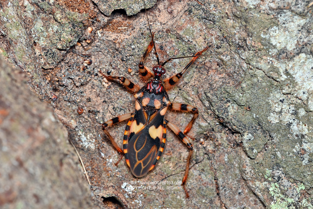 四斑荆猎蝽若虫我们再来看看这棵树干,上面有一个虫形的土疙瘩.