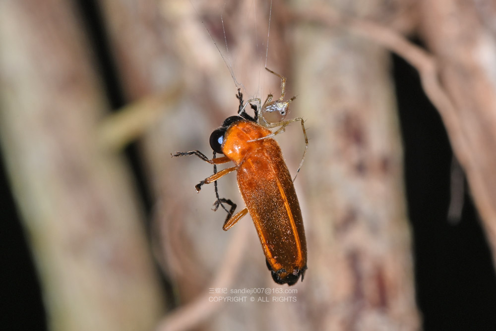 被蜘蛛捕食的边褐端黑萤