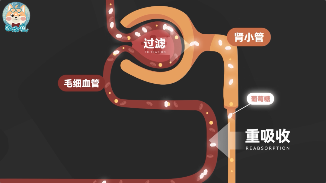 另外在正常情况下,你的尿液是无糖的,因为肾小管的重吸收作用,会把原