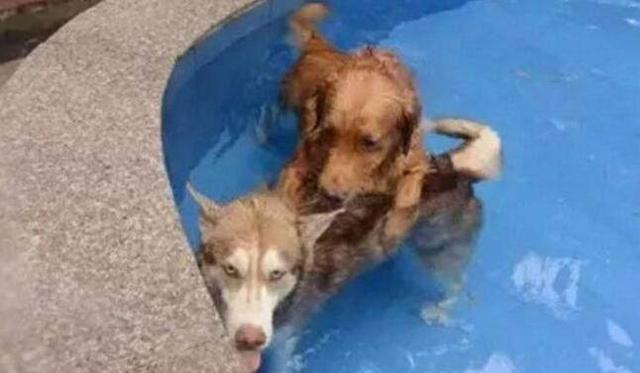 男子带着哈士奇和金毛去游泳，谁知二哈竟被金毛按在水里动弹不得休闲区蓝鸢梦想 - Www.slyday.coM