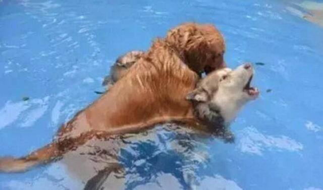 男子带着哈士奇和金毛去游泳，谁知二哈竟被金毛按在水里动弹不得休闲区蓝鸢梦想 - Www.slyday.coM