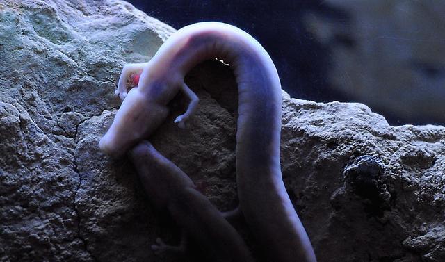 人间真龙龙角奇蛇现身浙江乌岩岭长相精致却口含剧毒