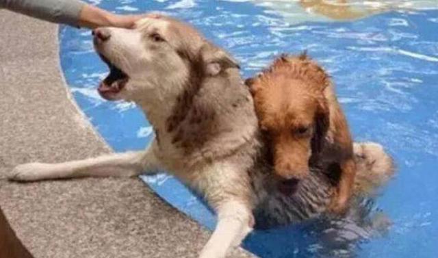 男子带着哈士奇和金毛去游泳，谁知二哈竟被金毛按在水里动弹不得休闲区蓝鸢梦想 - Www.slyday.coM