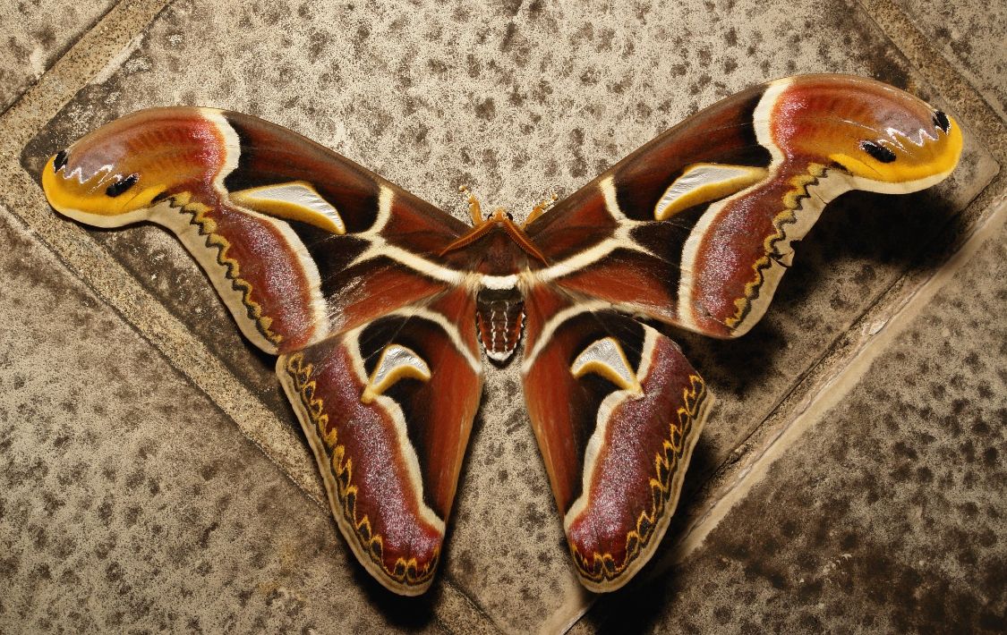 25厘米翅展,竟然有蛇头图案!|大蚕蛾|冬青|飞蛾_新浪新闻