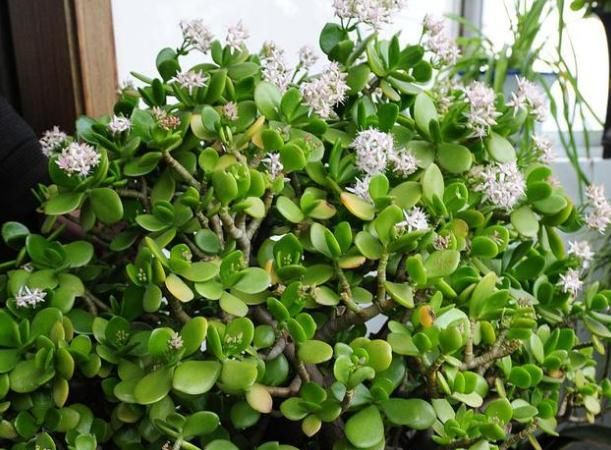 5种耐旱花卉可以半个月不浇水