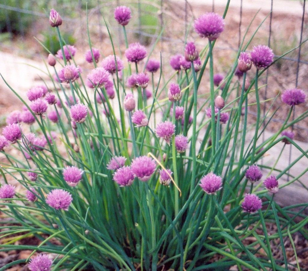 适合盆栽养护的细香葱好看实用的蔬菜还能用来布置花境