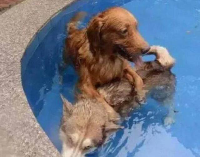 男子带着哈士奇和金毛去游泳，谁知二哈竟被金毛按在水里动弹不得休闲区蓝鸢梦想 - Www.slyday.coM