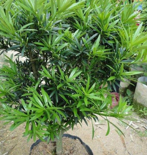 罗汉松值钱吗(菊花芯罗汉松值钱吗)