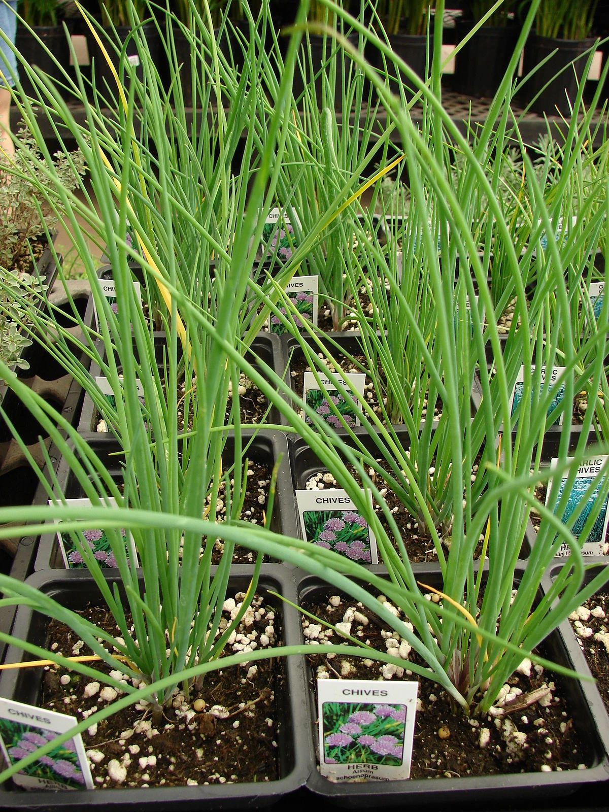 适合盆栽养护的细香葱好看实用的蔬菜还能用来布置花境