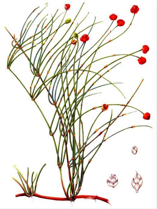 更适用于老人,小儿及体虚者的风寒感冒;炙麻黄发汗解表力弱,在蜜的