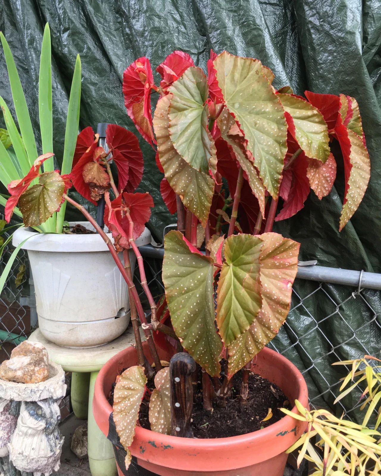 养一盆别致的天使翼秋海棠,环境好可长成灌木状,可不断扦插繁殖|秋