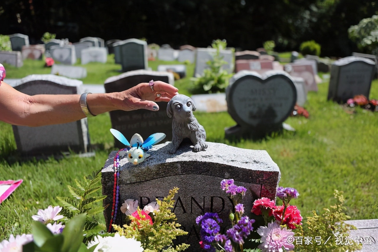 宠物墓地价格逼近京郊房价:猫狗都死不起了,还有一摊子不合规