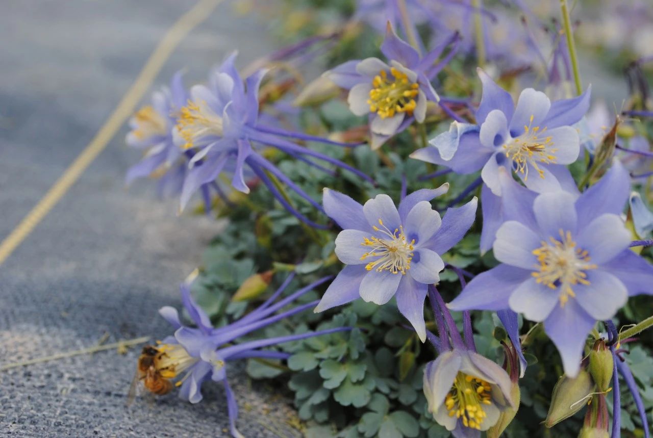 盆栽耧斗菜养护指南播种繁殖难度高但很容易养开花