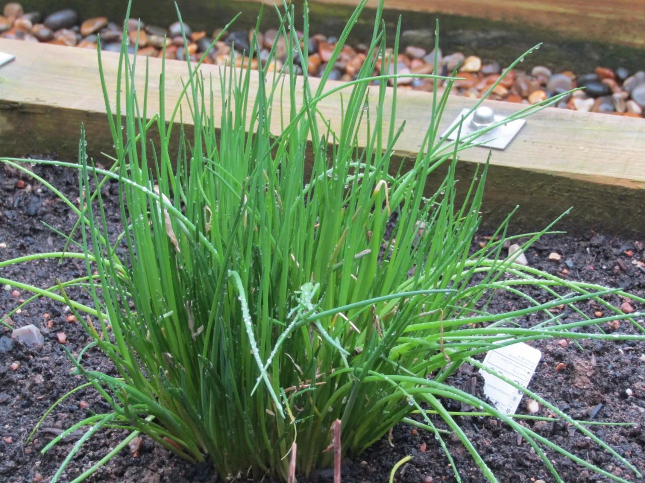 适合盆栽养护的细香葱好看实用的蔬菜还能用来布置花境