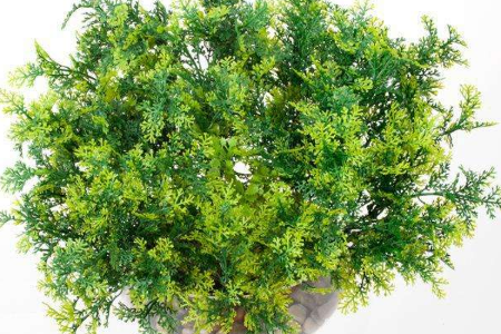 珊瑚草的养护方法和注意事项|珊瑚草|养护|土壤_新浪新闻