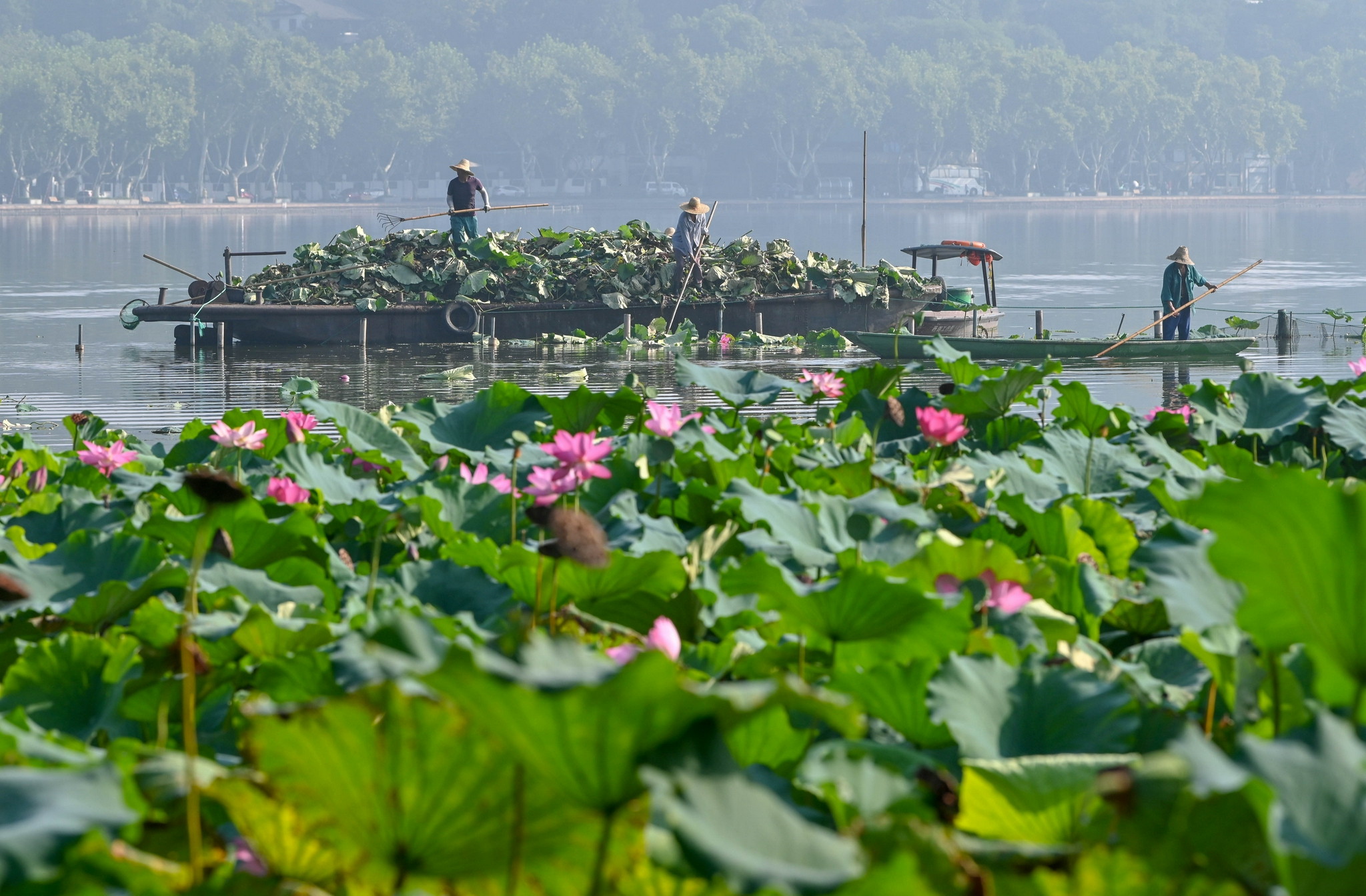 杭州平湖秋月这片种了几十年的荷花割了只为来年夏天花开更美