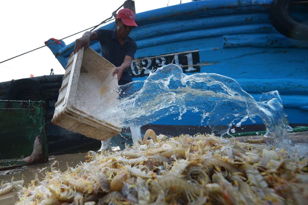 青岛开海最新大片!一口虾一口蟹子的神仙日子…来了!