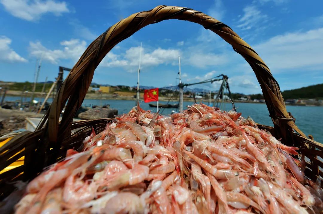 青岛开海最新大片!一口虾一口蟹子的神仙日子…来了!