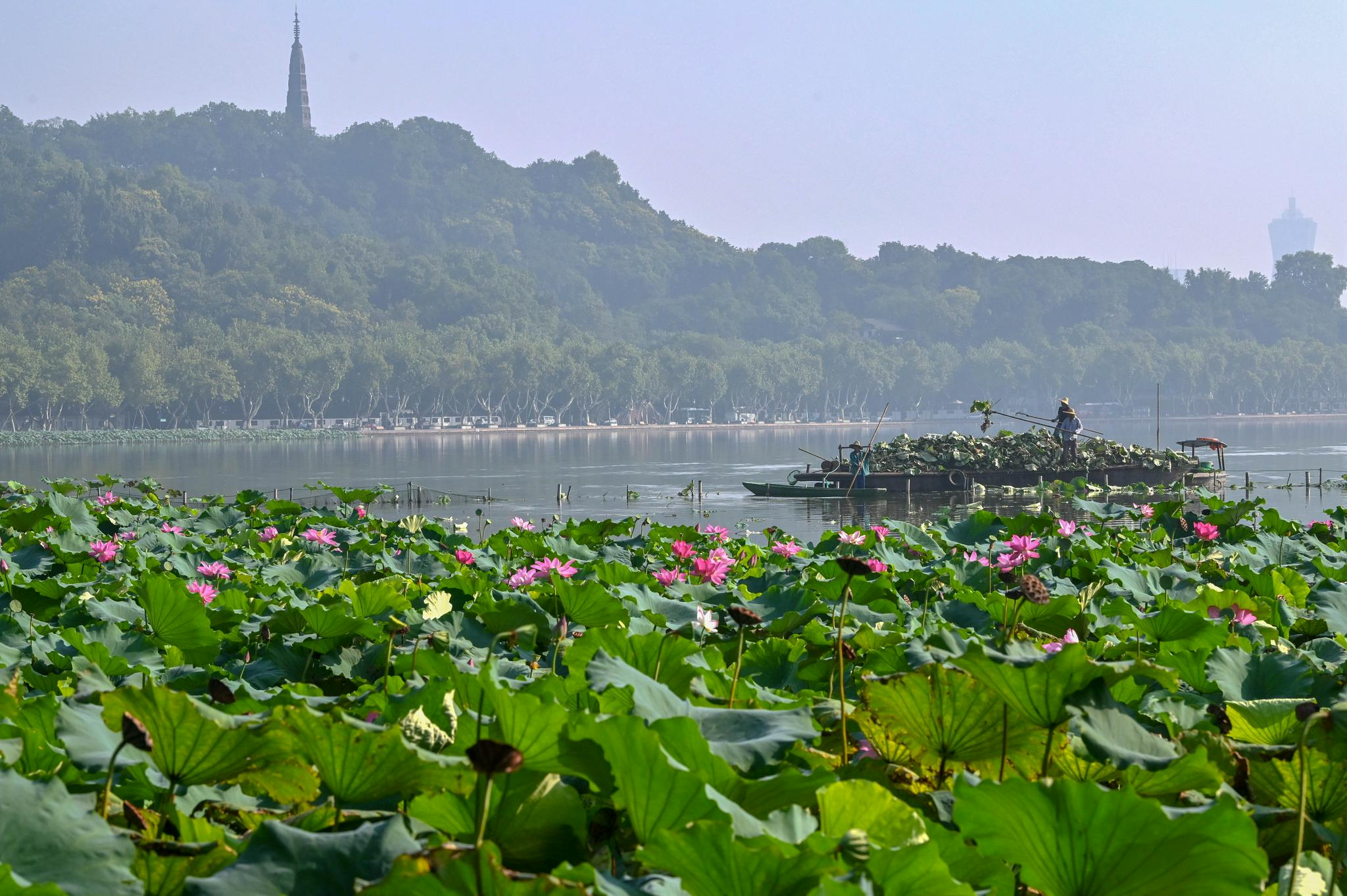 杭州平湖秋月这片种了几十年的荷花割了只为来年夏天花开更美