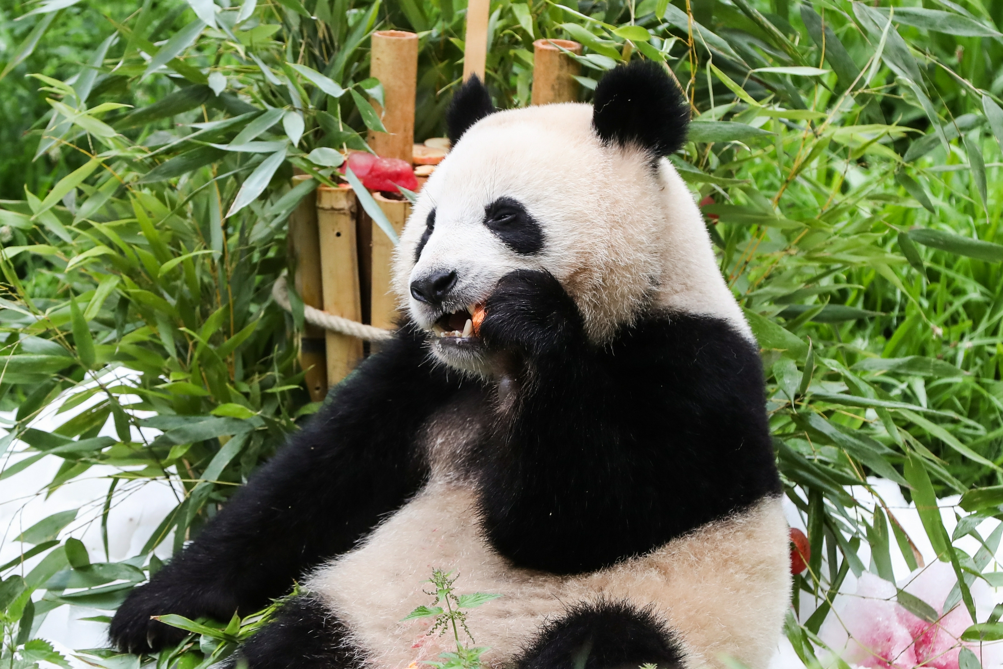 两岁生日快乐柏林动物园为大熊猫双胞胎庆生