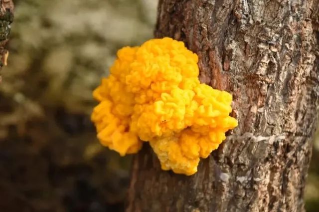 《云南虫谷》上热搜！剧里这些“老害怕”可是云南的保护动物休闲区蓝鸢梦想 - Www.slyday.coM