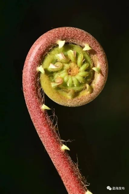 《云南虫谷》上热搜！剧里这些“老害怕”可是云南的保护动物休闲区蓝鸢梦想 - Www.slyday.coM