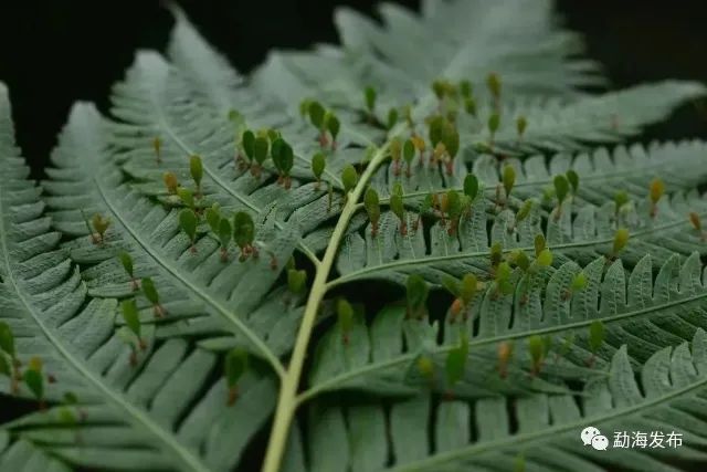 《云南虫谷》上热搜！剧里这些“老害怕”可是云南的保护动物休闲区蓝鸢梦想 - Www.slyday.coM