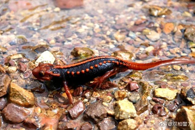 《云南虫谷》上热搜！剧里这些“老害怕”可是云南的保护动物休闲区蓝鸢梦想 - Www.slyday.coM