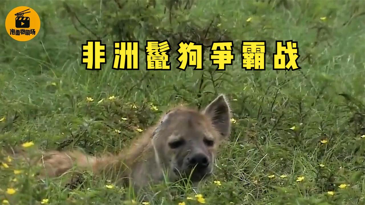 鬣狗争霸战:公鬣狗当炮灰,母鬣狗躺着继承王位!纪录片