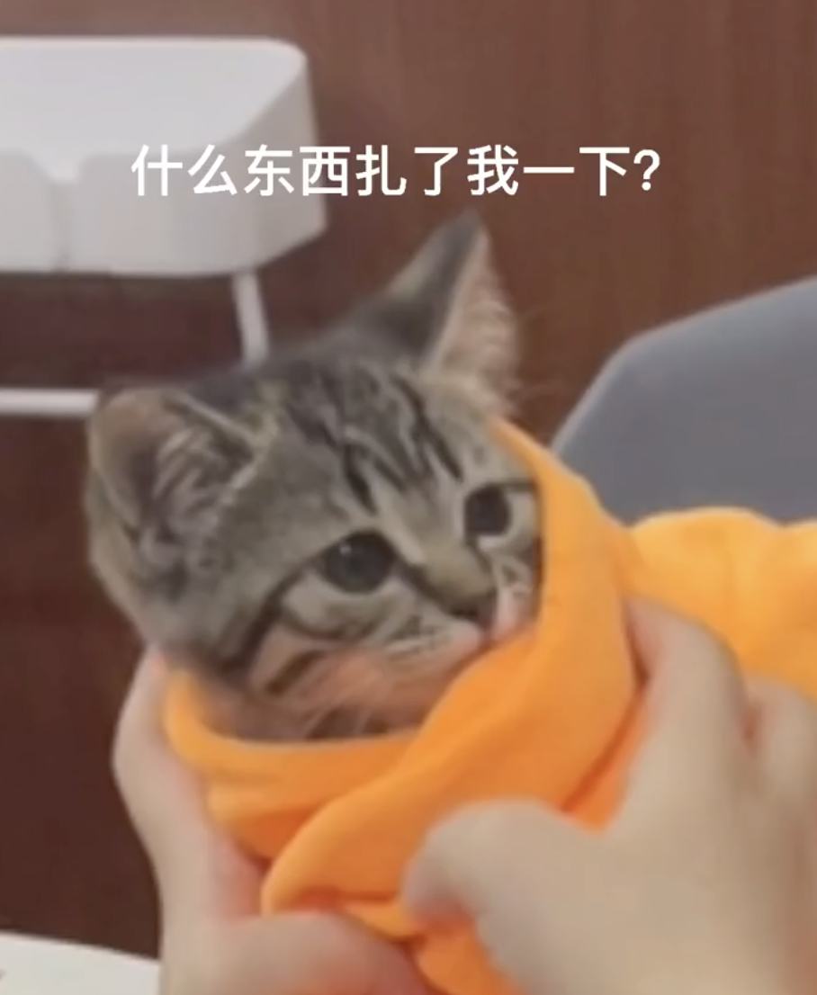 猫的反射弧到底能有多长？看完真想给它装个5g网！休闲区蓝鸢梦想 - Www.slyday.coM