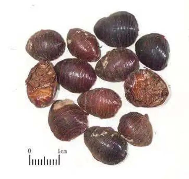 《云南虫谷》上热搜！剧里这些“老害怕”可是云南的保护动物休闲区蓝鸢梦想 - Www.slyday.coM