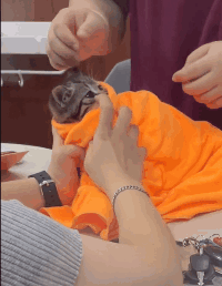 猫的反射弧到底能有多长？看完真想给它装个5g网！休闲区蓝鸢梦想 - Www.slyday.coM