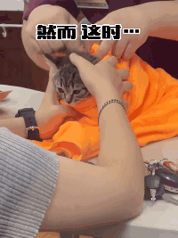 猫的反射弧到底能有多长？看完真想给它装个5g网！休闲区蓝鸢梦想 - Www.slyday.coM