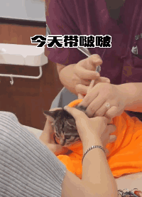 猫的反射弧到底能有多长？看完真想给它装个5g网！休闲区蓝鸢梦想 - Www.slyday.coM