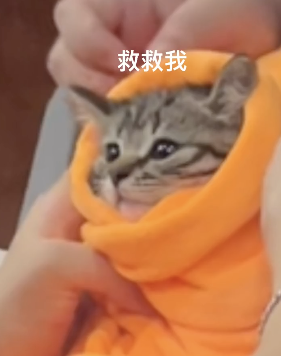 猫的反射弧到底能有多长？看完真想给它装个5g网！休闲区蓝鸢梦想 - Www.slyday.coM